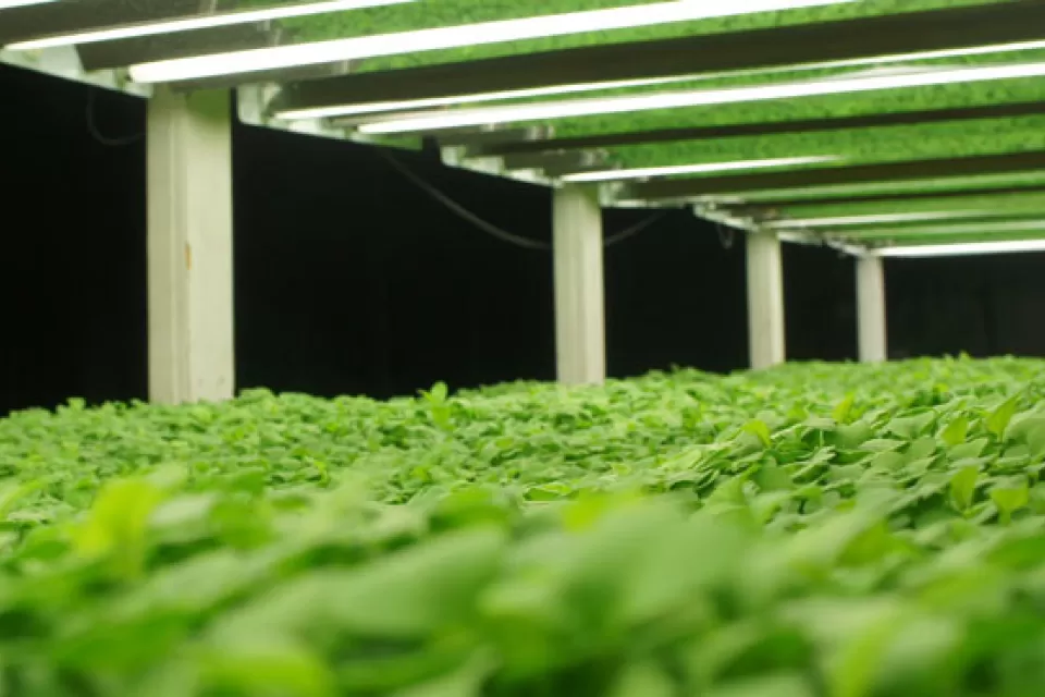 Farmed Here Aquaponics